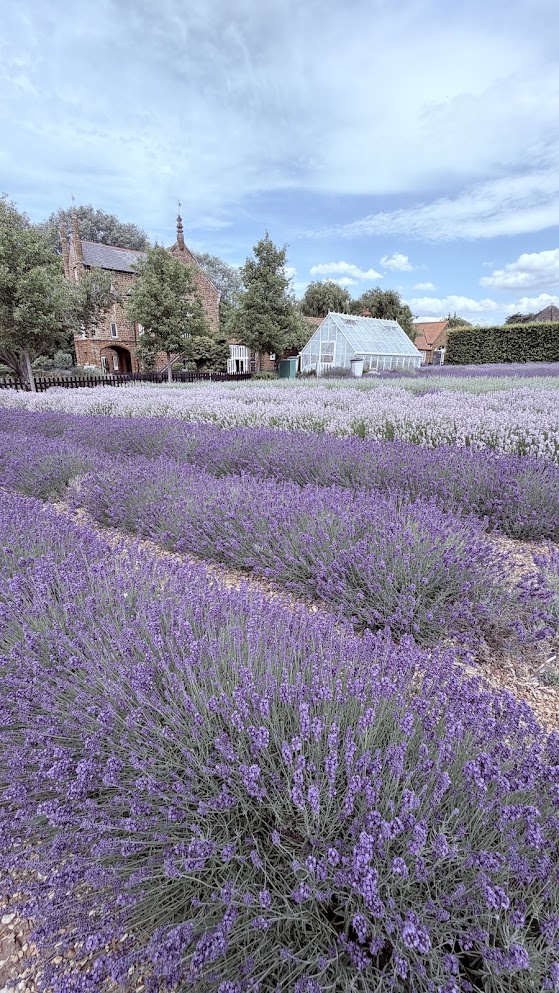 Norfolk Lavender, Heacham. Pizza, Blooms and a Play Barn on Our Doorstep